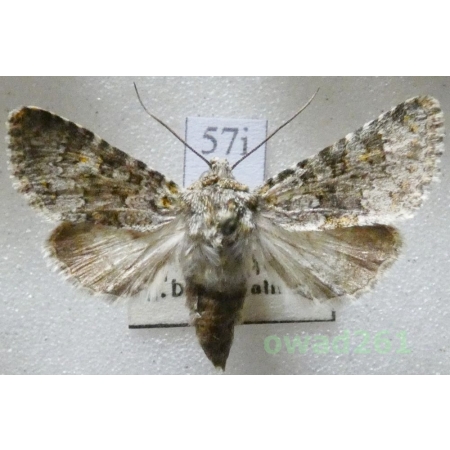 Hecatera dysodea (Denis & Schiffermüller, 1775) Czech57i